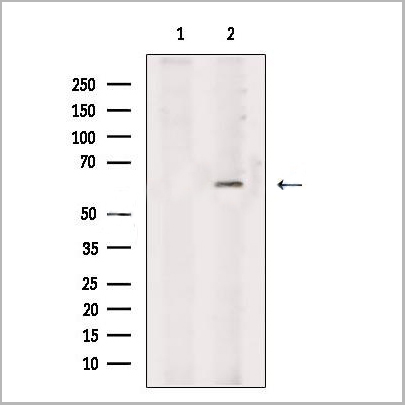 product-image-AAA31265_WB.jpg