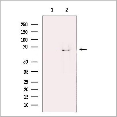 product-image-AAA31265_WB2.jpg