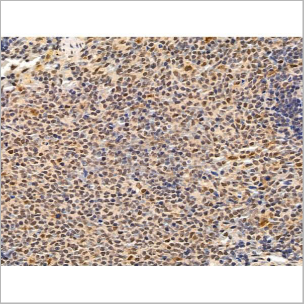 product-image-AAA31266_IHC3.jpg