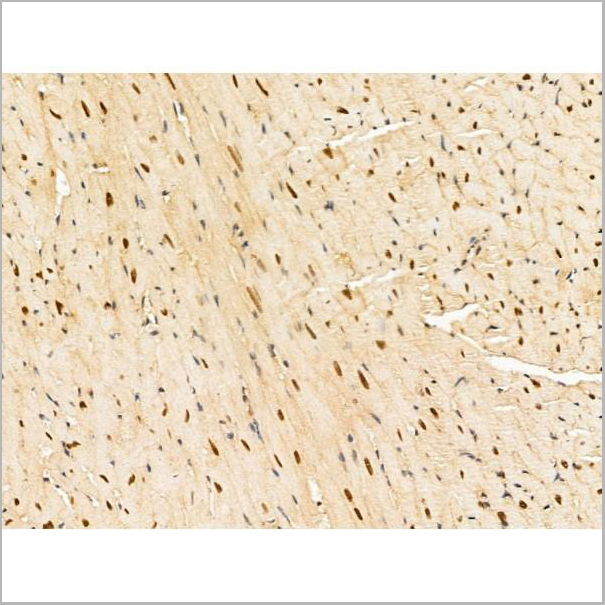 product-image-AAA31266_IHC4.jpg