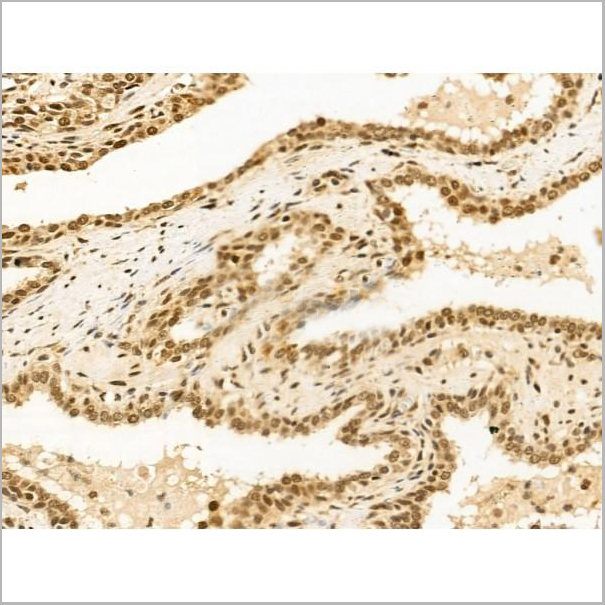 product-image-AAA31266_IHC7.jpg