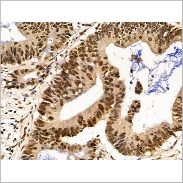 product-image-AAA31266_IHC8.jpg
