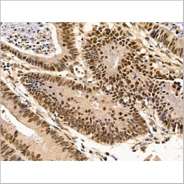 product-image-AAA31266_IHC9.jpg