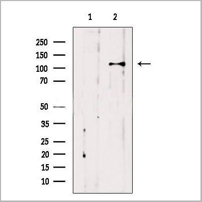 product-image-AAA31266_WB.jpg