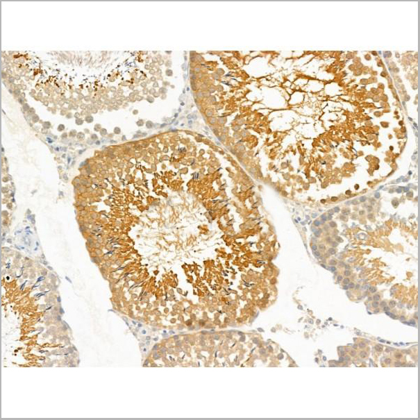 product-image-AAA31267_IHC2.jpg