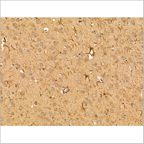 product-image-AAA31267_IHC3.jpg