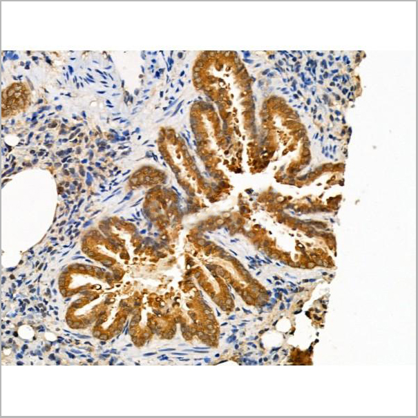 product-image-AAA31267_IHC4.jpg