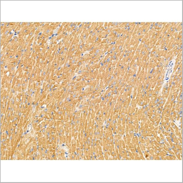 product-image-AAA31267_IHC5.jpg