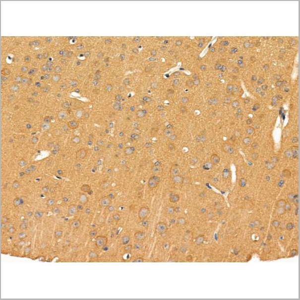 product-image-AAA31267_IHC6.jpg