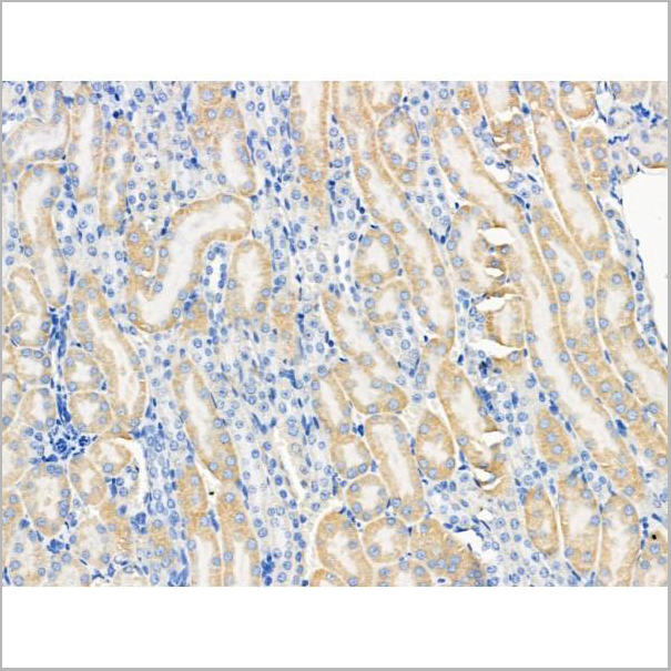 product-image-AAA31267_IHC7.jpg
