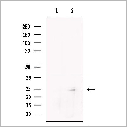 product-image-AAA31267_WB.jpg