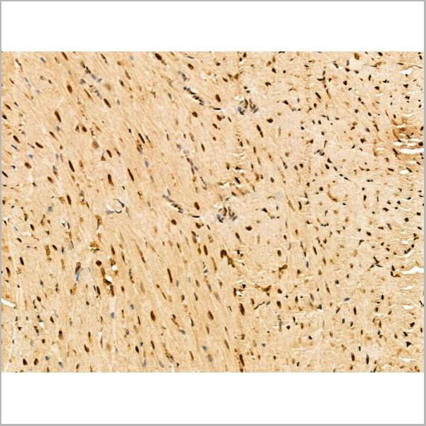 product-image-AAA31268_IHC10.jpg