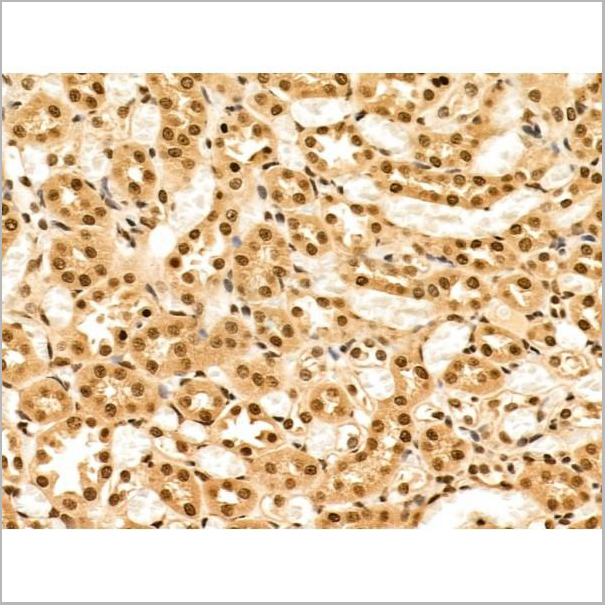 product-image-AAA31268_IHC4.jpg