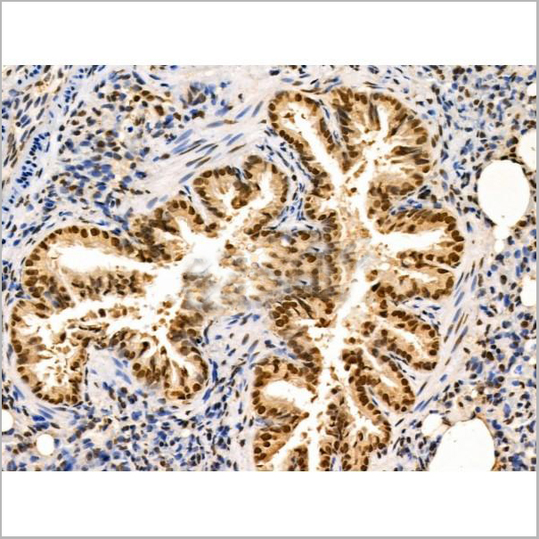 product-image-AAA31268_IHC5.jpg