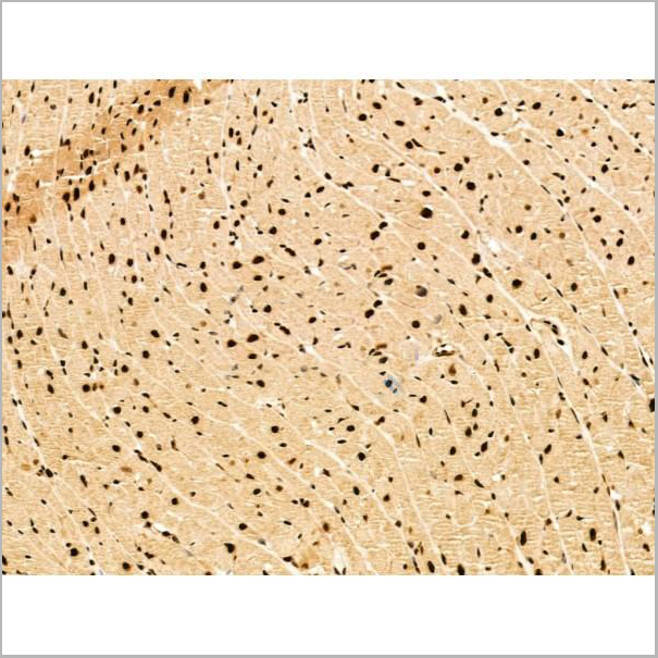 product-image-AAA31268_IHC7.jpg