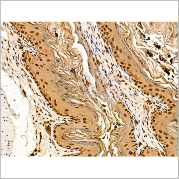 product-image-AAA31268_IHC8.jpg