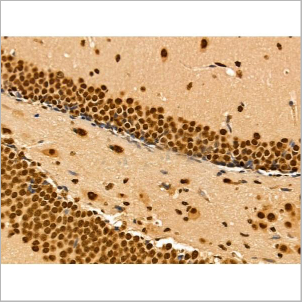 product-image-AAA31268_IHC9.jpg
