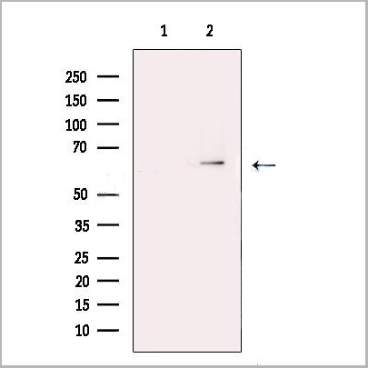 product-image-AAA31268_WB.jpg