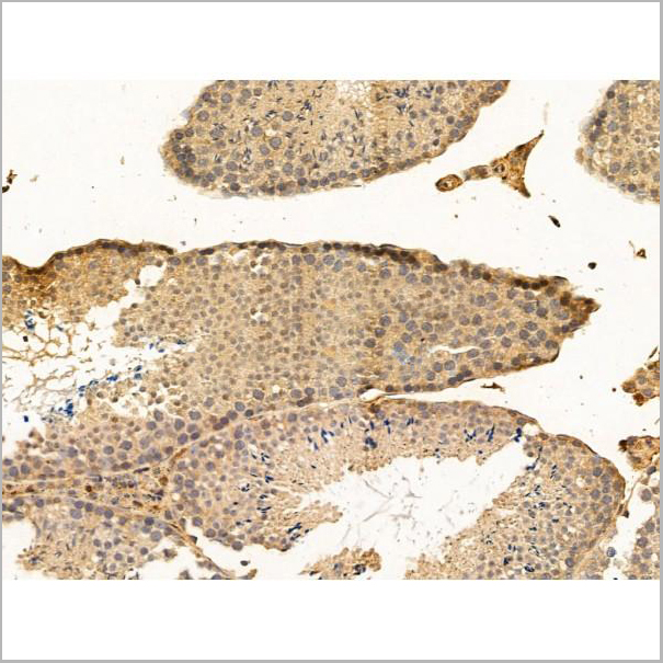 product-image-AAA31269_IHC6.jpg
