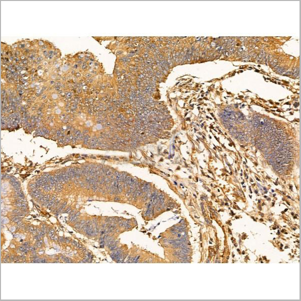 product-image-AAA31269_IHC7.jpg