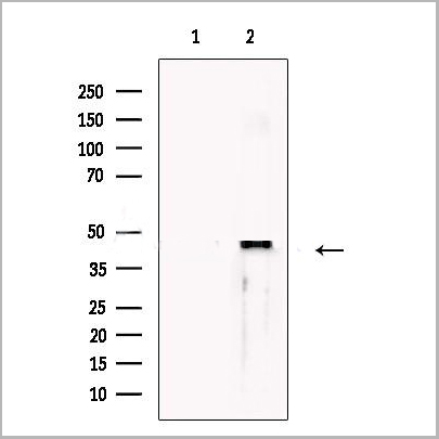 product-image-AAA31269_WB.jpg