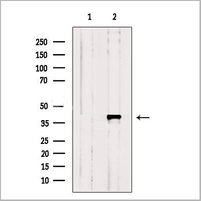 product-image-AAA31269_WB2.jpg