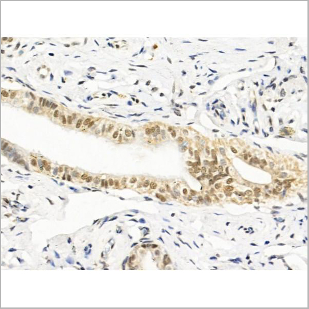 product-image-AAA31270_IHC2.jpg