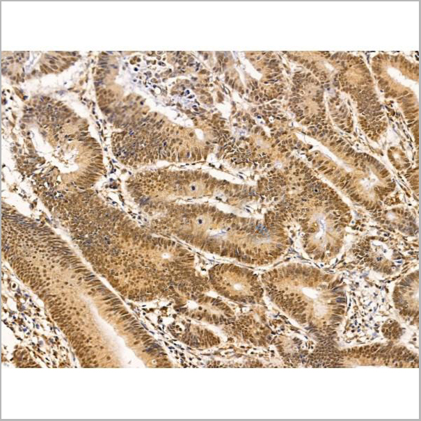 product-image-AAA31270_IHC5.jpg