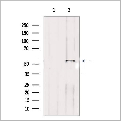 product-image-AAA31270_WB.jpg