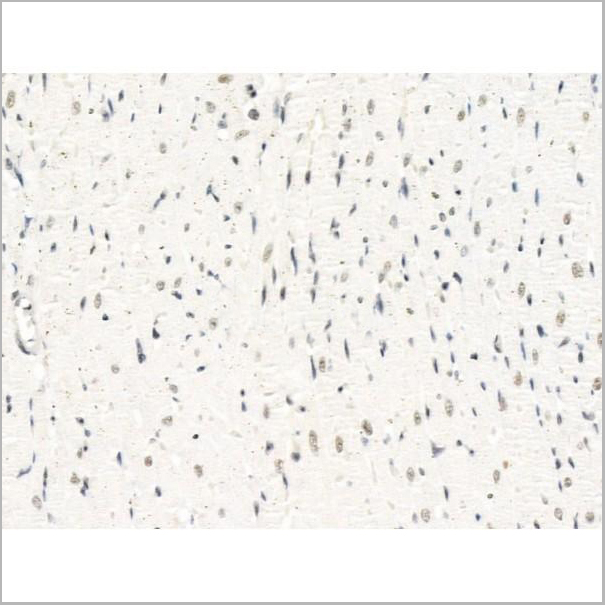 product-image-AAA31271_IHC3.jpg