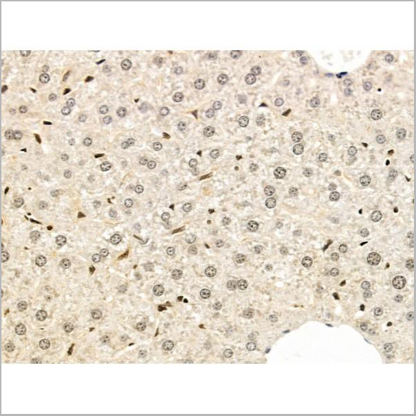 product-image-AAA31271_IHC5.jpg
