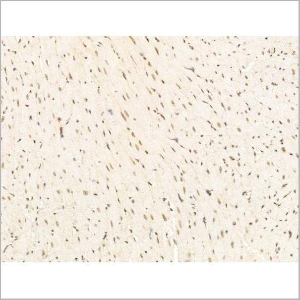 product-image-AAA31271_IHC6.jpg