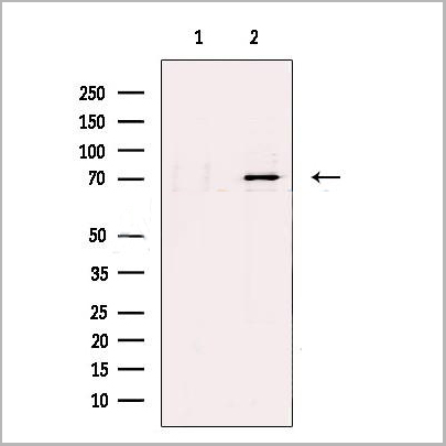 product-image-AAA31271_WB.jpg