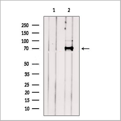 product-image-AAA31271_WB2.jpg