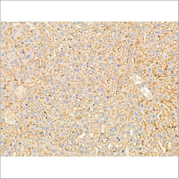 product-image-AAA31272_IHC3.jpg