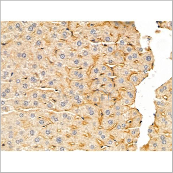 product-image-AAA31272_IHC5.jpg