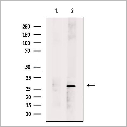 product-image-AAA31272_WB.jpg