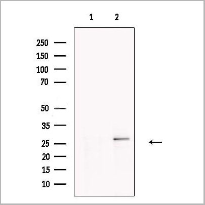 product-image-AAA31272_WB2.jpg