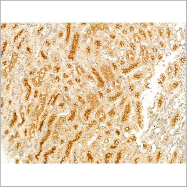 product-image-AAA31273_IHC3.jpg