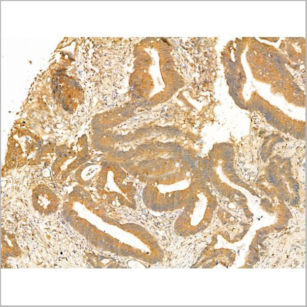 product-image-AAA31273_IHC6.jpg