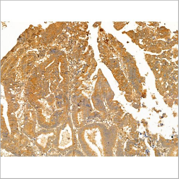 product-image-AAA31273_IHC7.jpg
