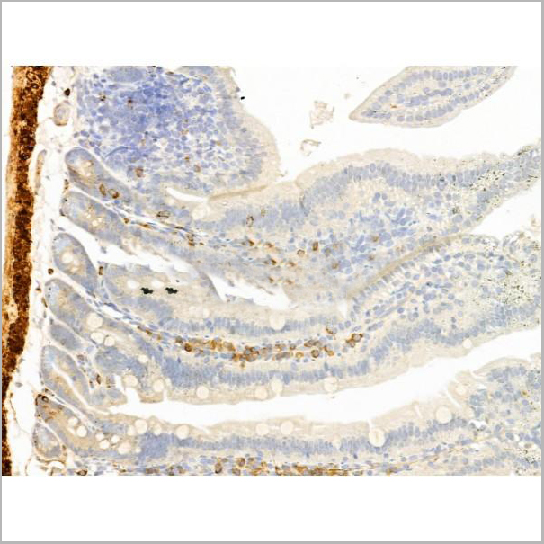 product-image-AAA31274_IHC5.jpg