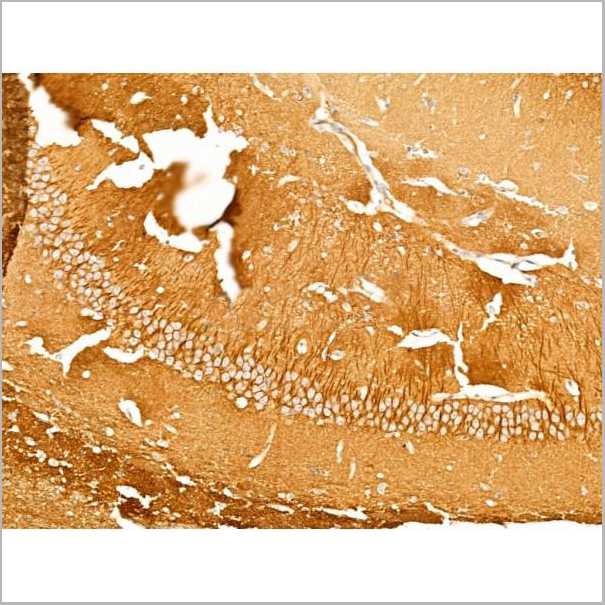 product-image-AAA31274_IHC6.jpg