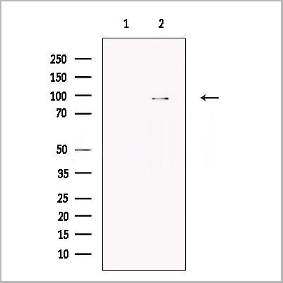 product-image-AAA31274_WB.jpg