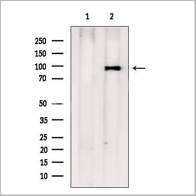 product-image-AAA31274_WB2.jpg