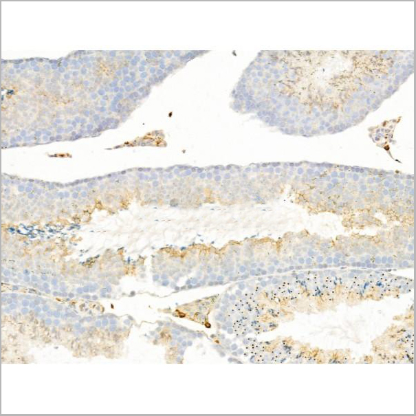 product-image-AAA31275_IHC6.jpg