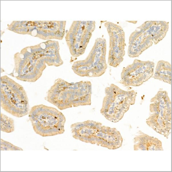 product-image-AAA31275_IHC7.jpg