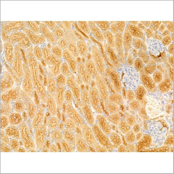 product-image-AAA31275_IHC8.jpg