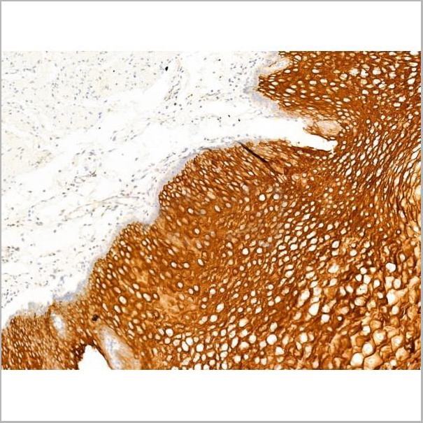 product-image-AAA31275_IHC9.jpg