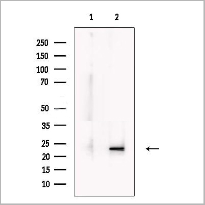 product-image-AAA31275_WB.jpg